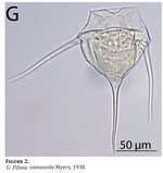 Filinia camasecla