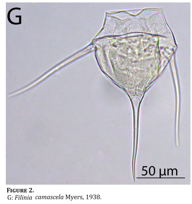 Filinia camasecla