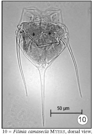 Filinia camasecla