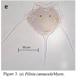 Filinia camasecla