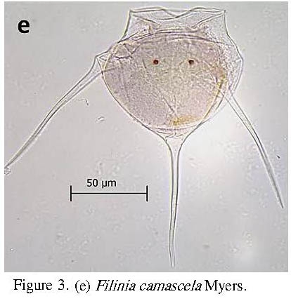 Filinia camasecla Filinia camasecla