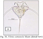 Filinia camasecla