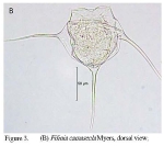 Filinia camasecla