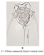 Filinia camasecla