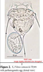 Filinia camasecla