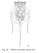 Filinia camasecla - Original description image