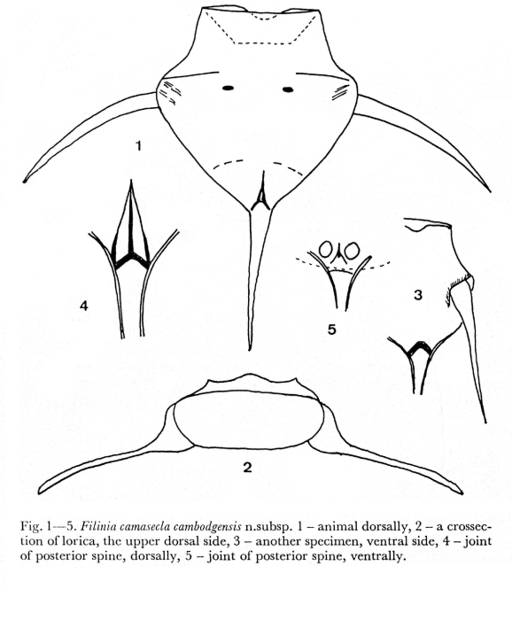 Filinia camasecla cambodgensis - Original description image