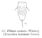 Filinia cornuta