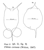 Filinia cornuta