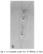 Filinia grandis
