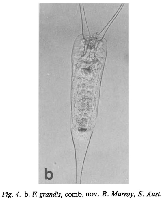 Filinia grandis Filinia grandis