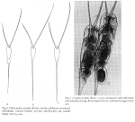 Filinia grandis - Original description image