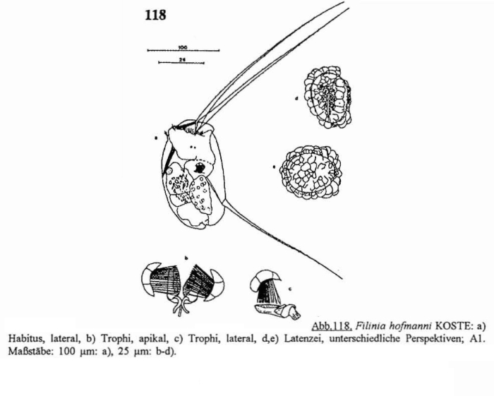 Filinia hofmanni Filinia hofmanni