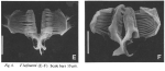 Filinia hofmanni