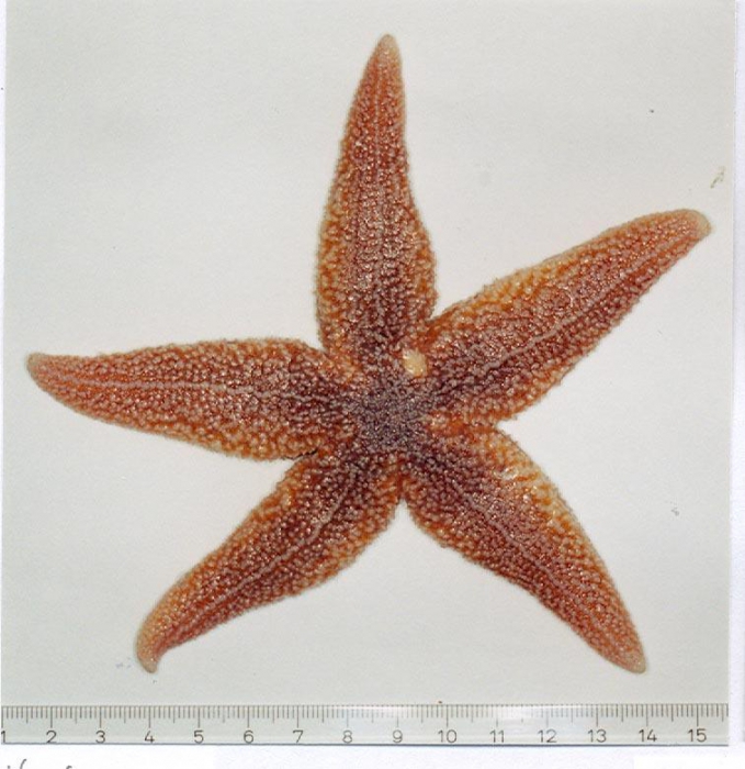 Asterias rubens Linnaeus, 1758 Asterias rubens Linnaeus, 1758
