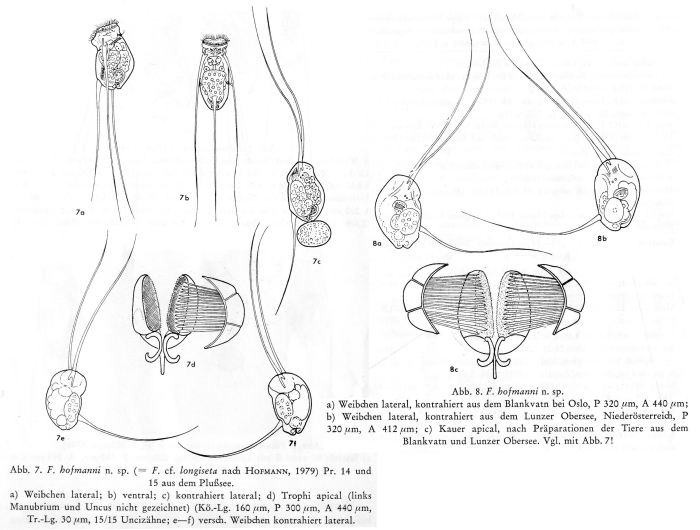 Filinia hofmanni