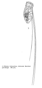 Filinia limnetica
