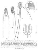 Filinia limnetica