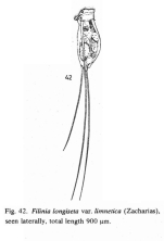 Filinia limnetica