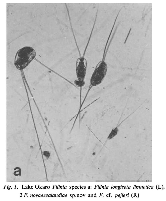Filinia limnetica Filinia limnetica