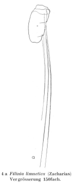 Filinia limnetica