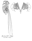 Filinia longiseta