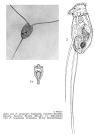 Filinia longiseta