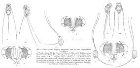 Filinia longiseta
