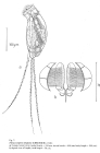 Filinia longiseta