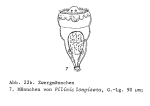 Filinia longiseta