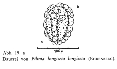 Filinia longiseta