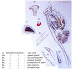 Filinia longiseta