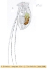 Filinia longiseta