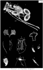 Filinia longiseta