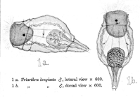 Filinia longiseta