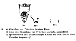 Filinia longiseta