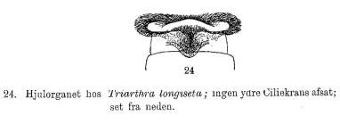Filinia longiseta