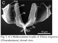 Filinia longiseta