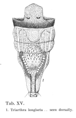 Filinia longiseta