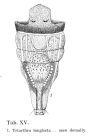 Filinia longiseta