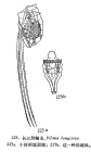 Filinia longiseta