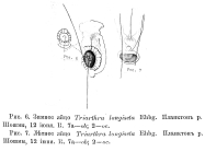 Filinia longiseta