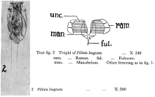 Filinia longiseta