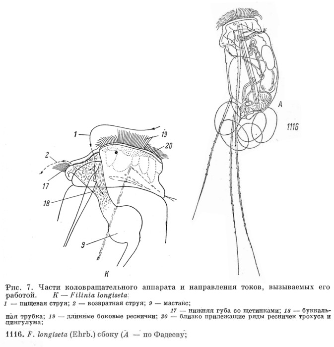 Filinia longiseta Filinia longiseta