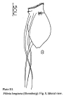 Filinia longiseta