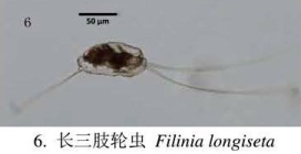 Filinia longiseta