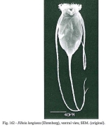 Filinia longiseta