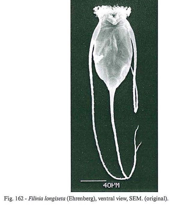 Filinia longiseta Filinia longiseta