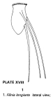Filinia longiseta