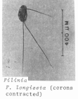 Filinia longiseta